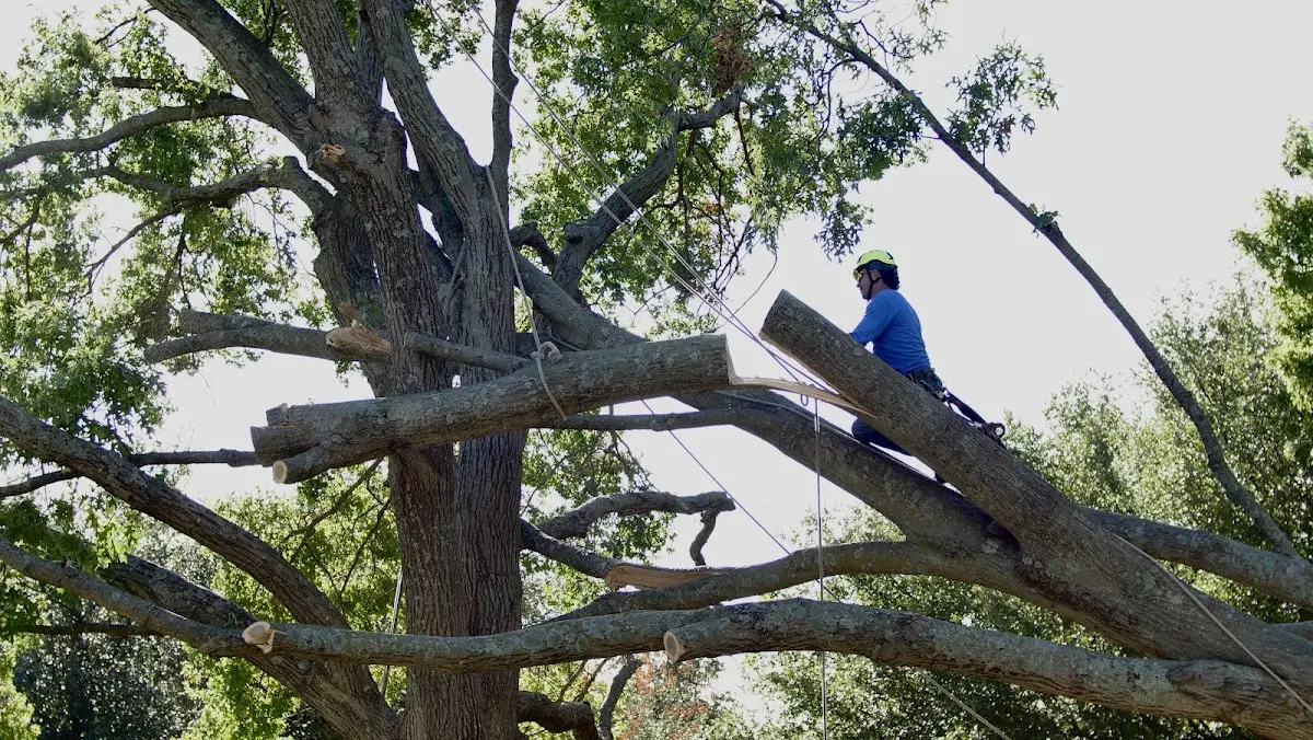 Professional Crown Thinning performed by certified arborists in Crescent Mills